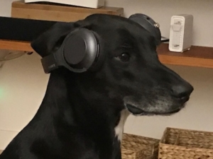 Spotify has gone to the dogs